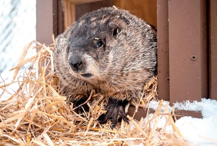 French Creek Freddie Groundhog Day event canceled